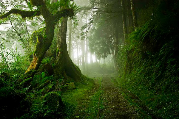 Forêts spéciales